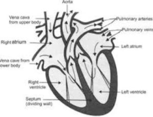 Labelled Diagram of Human Heart