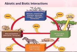 Biotic Abiotic Relationship diagram