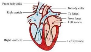 Human heart Class 7 