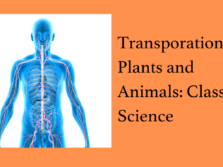 Transportation in Plants and Animals Class 7