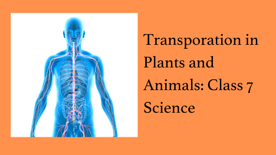 DAV Science Solutions Class 7: Transportation in Plants and Animals -  CAREERADVICE4U