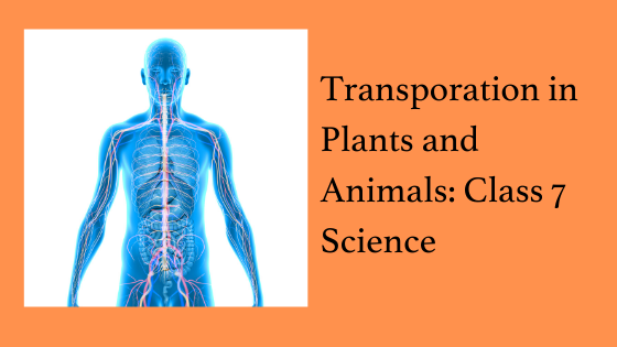 Transportation in Plants and Animals Class 7