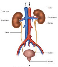 human excretory system class 7