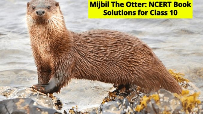 Mijbil The Otter NCERT Solutions