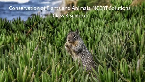 Conservation of Plants and Animals NCERT Solutions: Class 8 Science -  CAREERADVICE4U