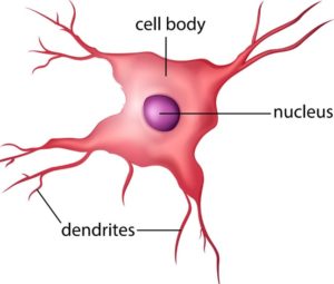 Diagram of human nerve cell