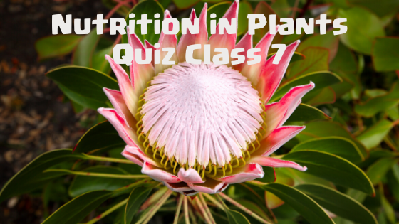 Nutrition in Plants Class 7 science Quiz