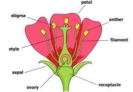 Flower diagram with labelling Class 7 Science